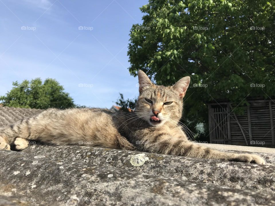 A cat laying on the rooftop