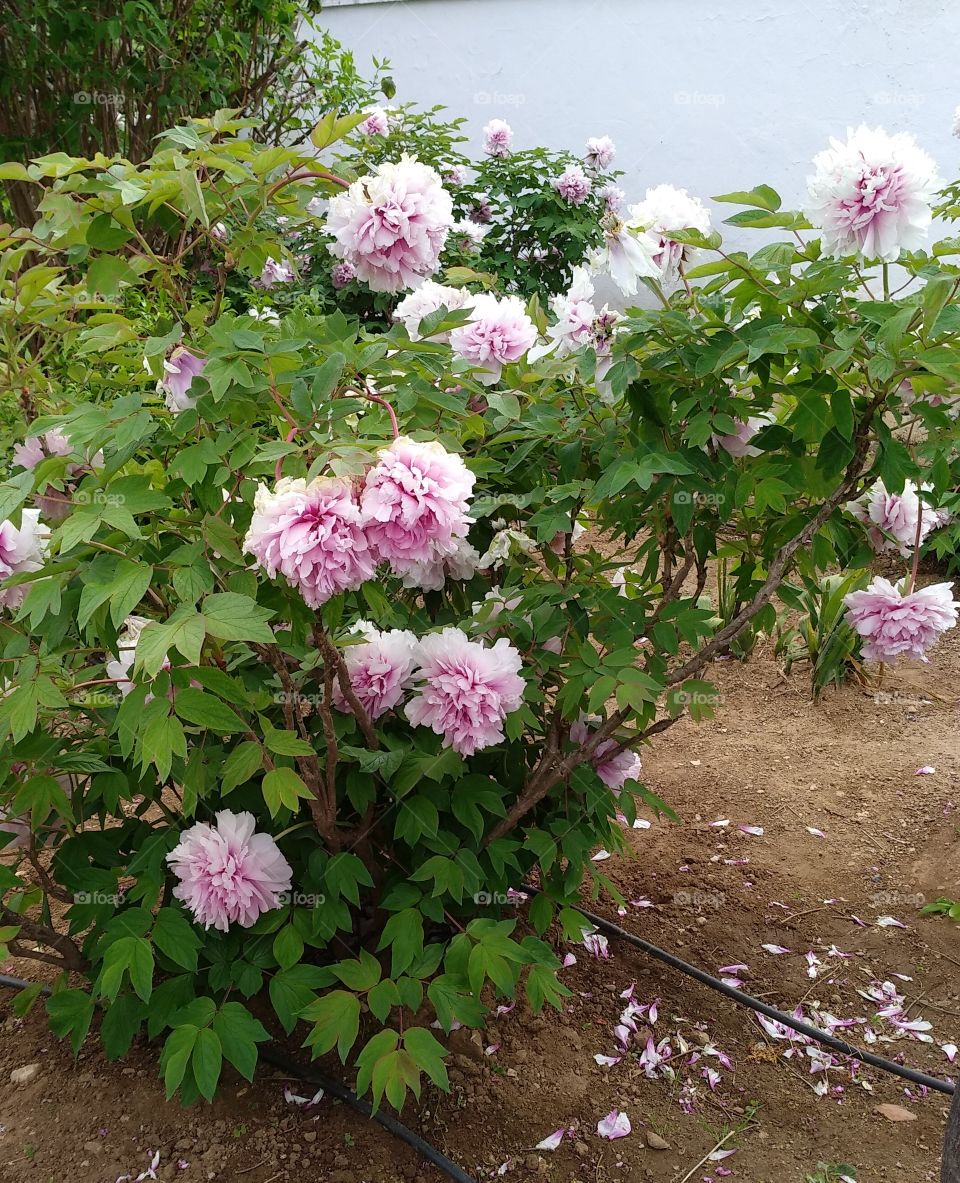 Peonies in the garden