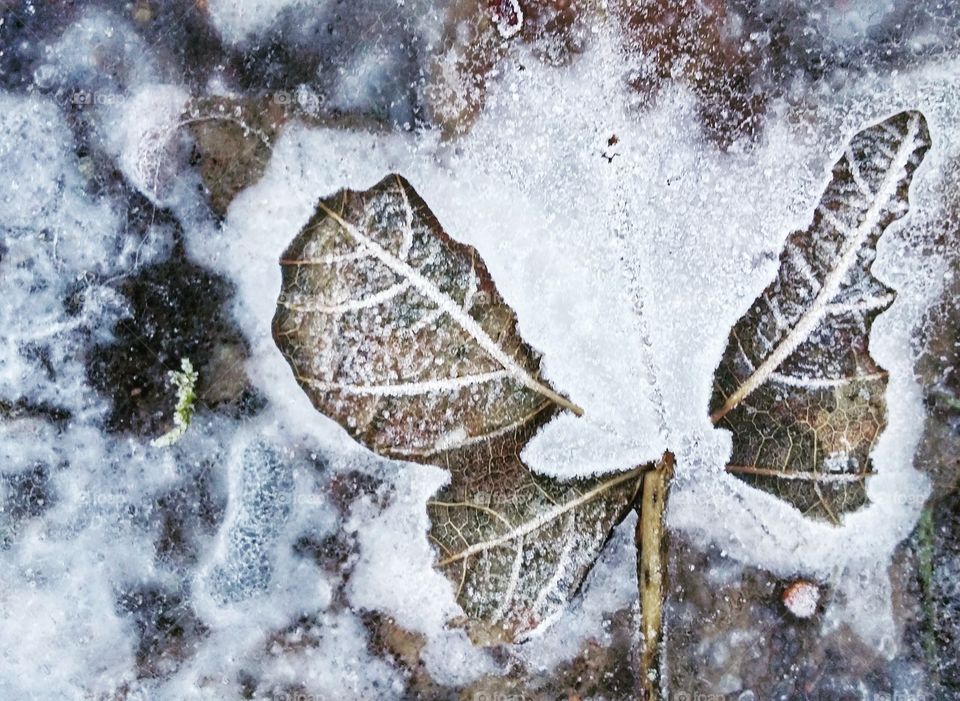 Frozen maple leaf