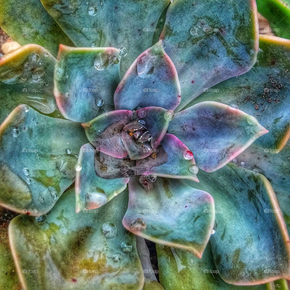Beautiful succulent after the rain