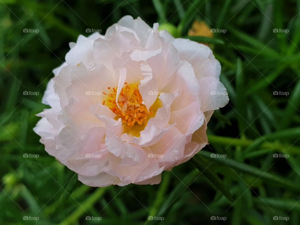  Portulaca Grandiflora or Moss-rose