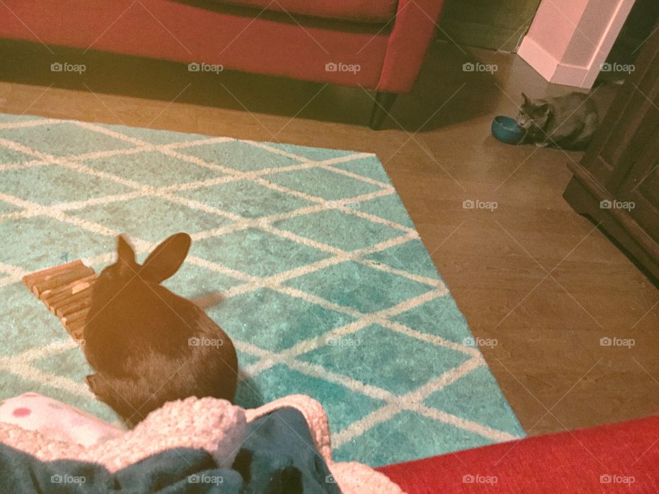 My pet bunny and cat