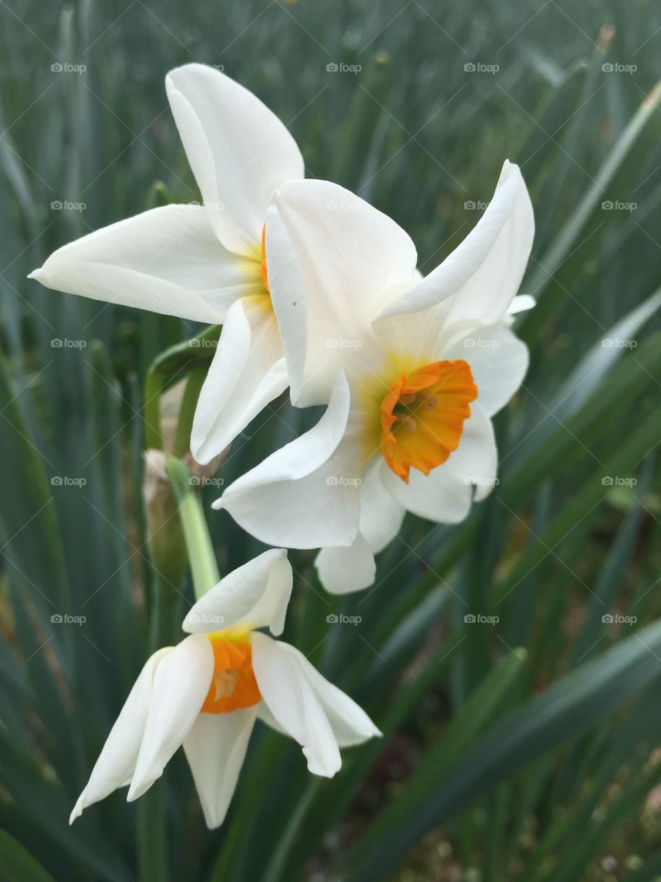 Daffodil flower