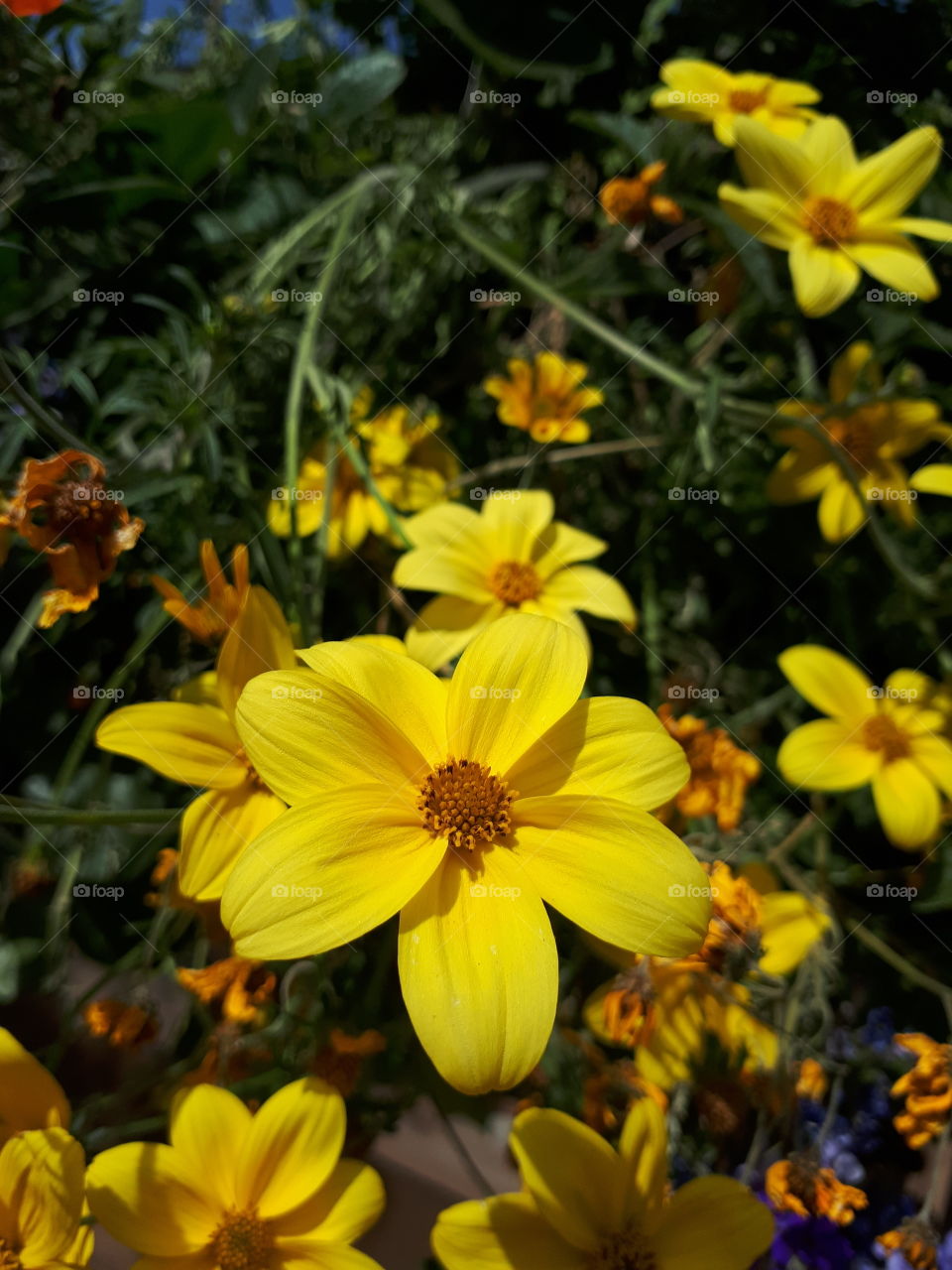 Yellow flower against smaller flowers and foliage