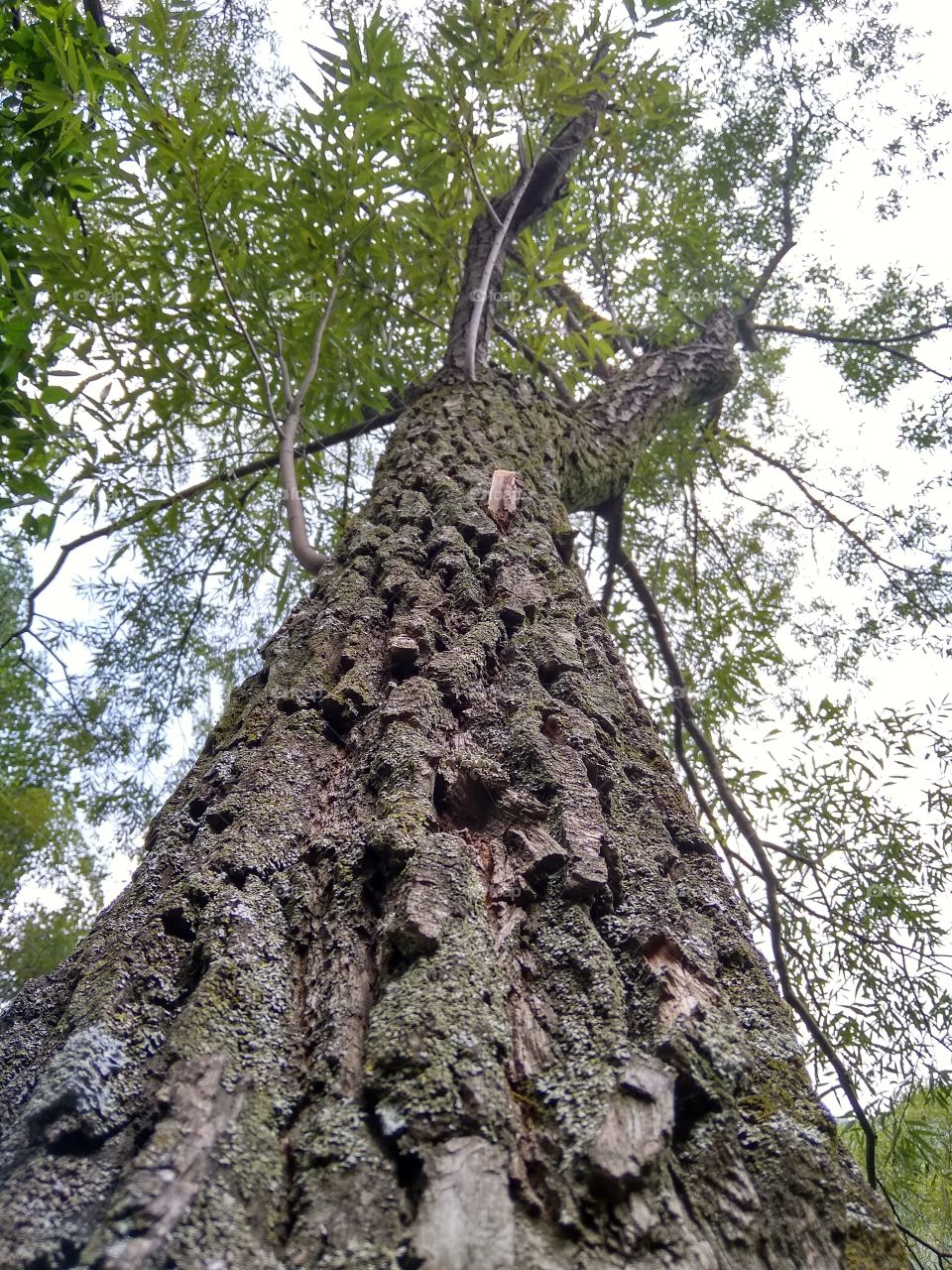 tree length
