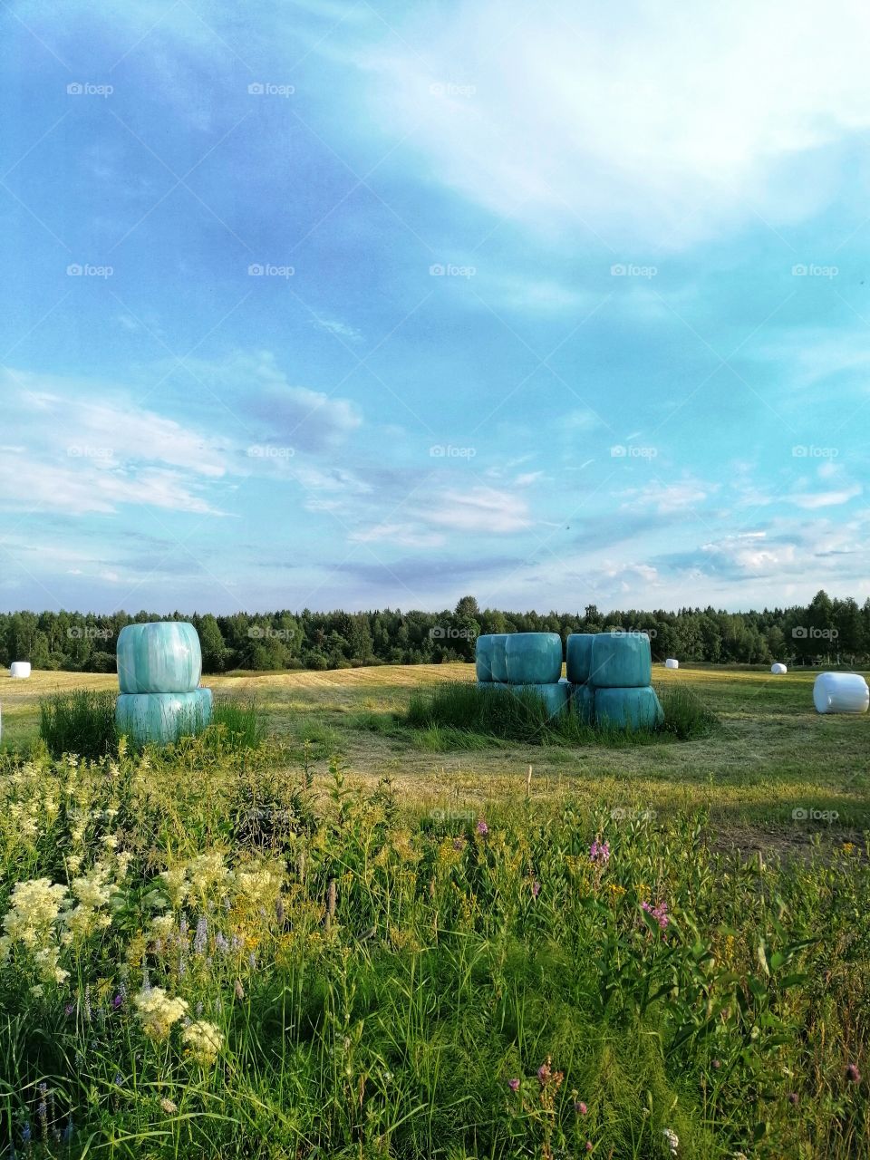 Feed bales in the countryside, Finland.