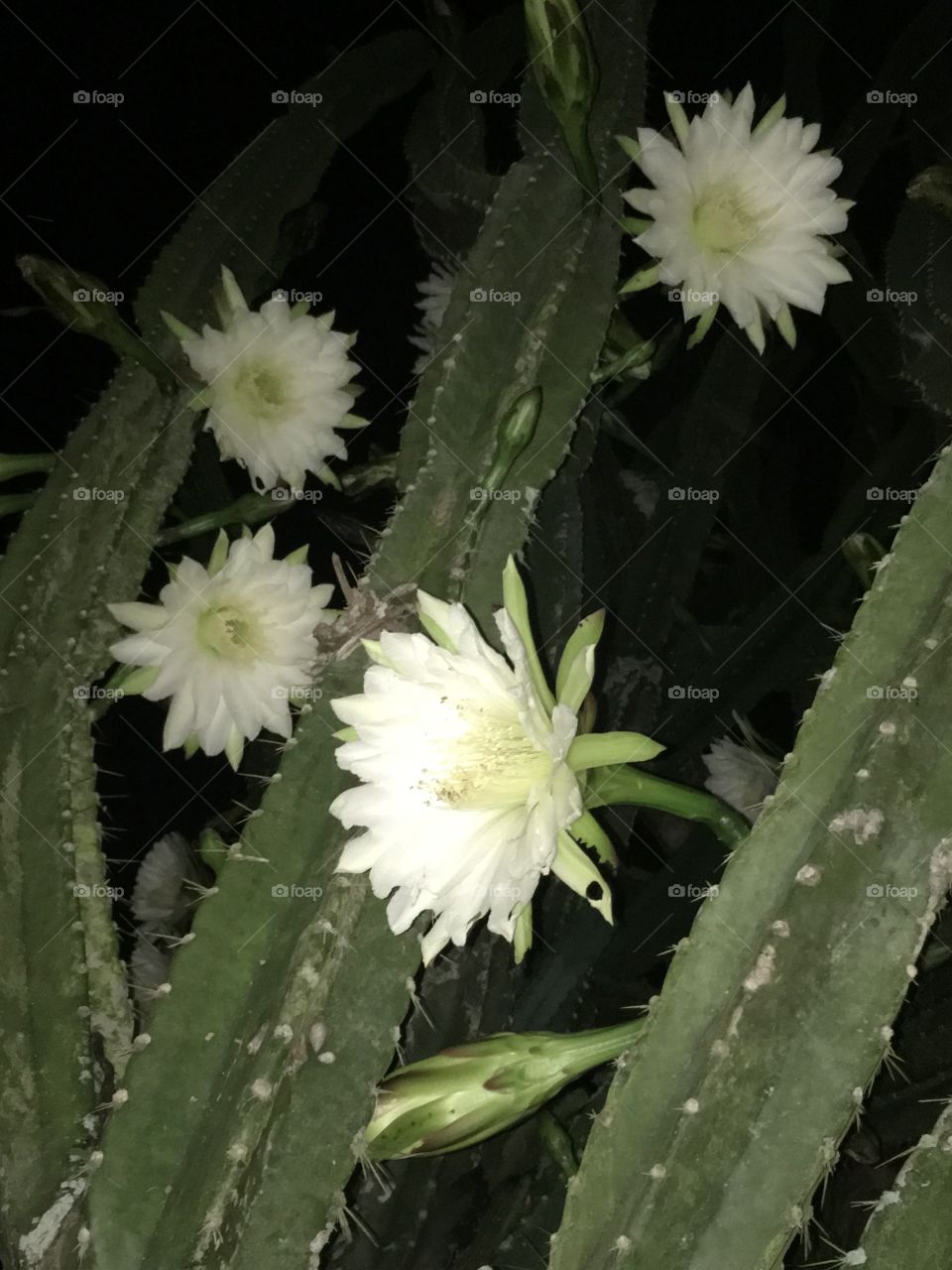 Mandacaru flowers