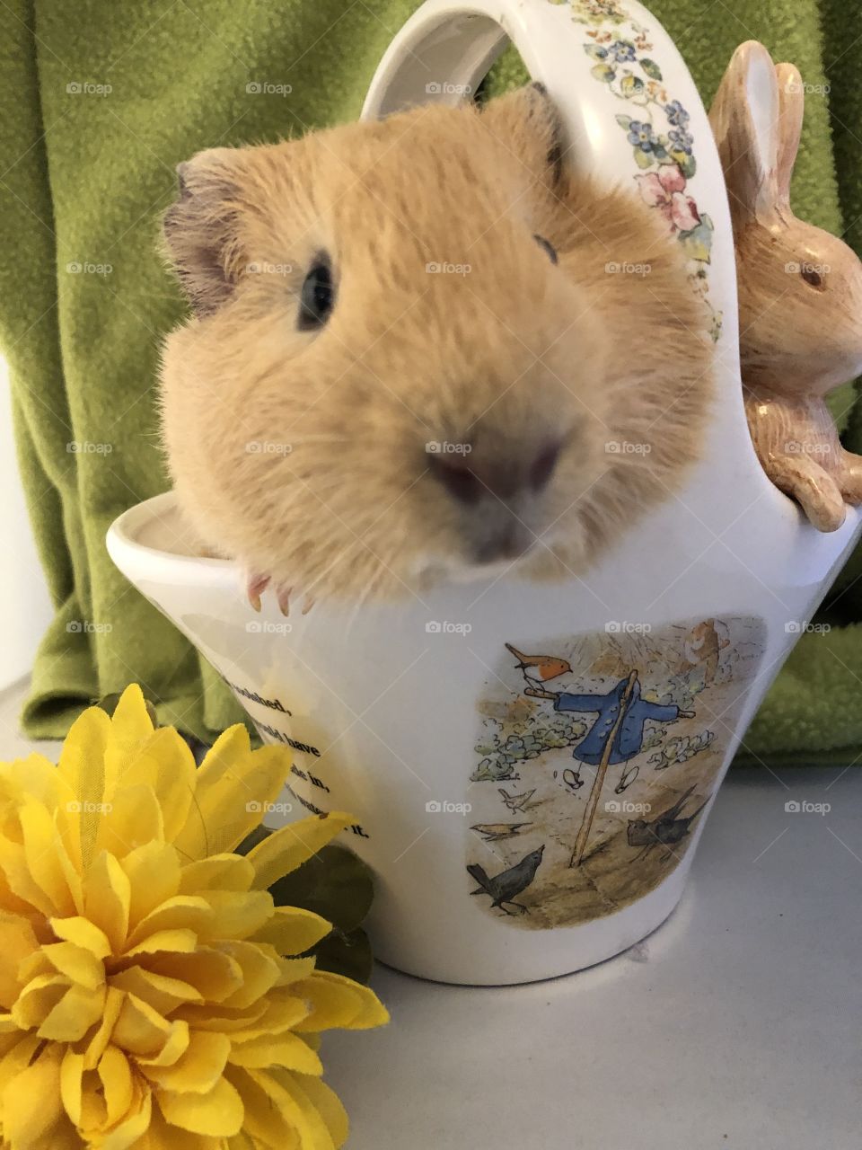 Happy mr guinea pig