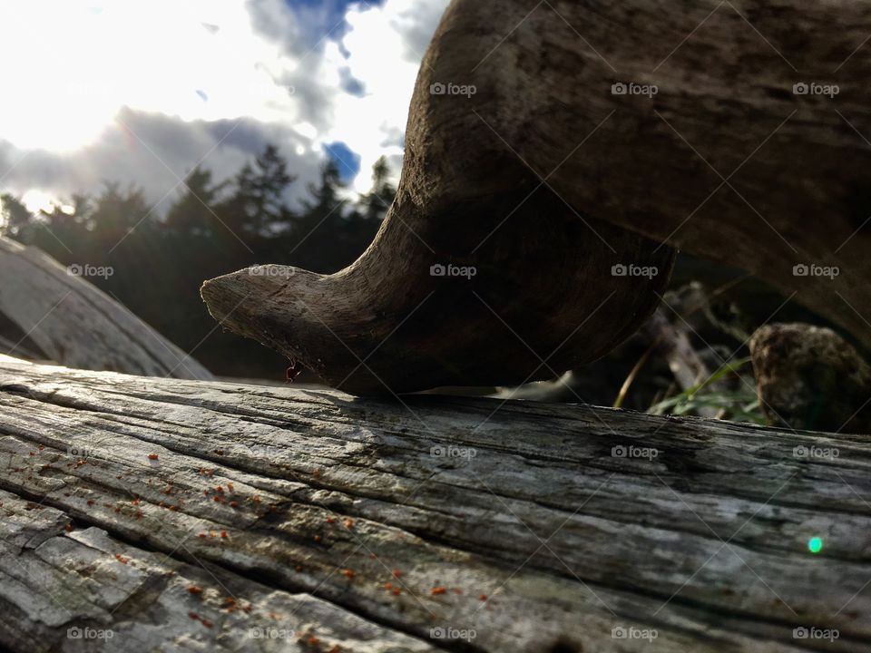 Wood, Nature, No Person, Tree, Outdoors