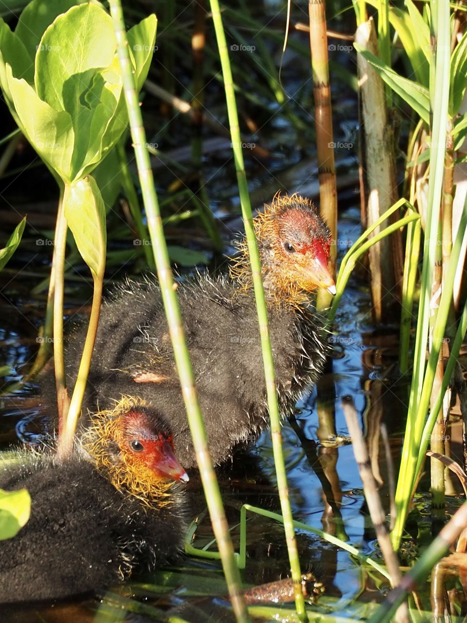 Little coots