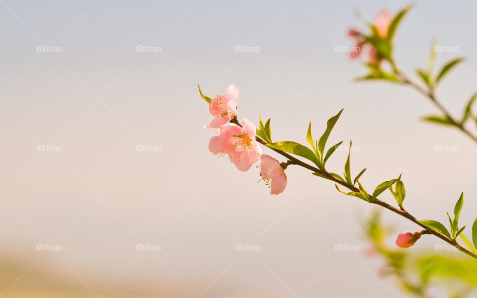 beautiful colour palettes of spring season, peach blossom.