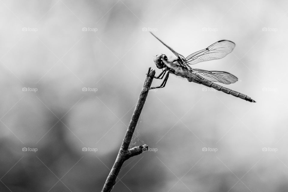 Foap, Color vs Black and White: A dragonfly perches on a twig patiently waiting for hapless mosquitoes to wander by. Yates Milk County Park, Raleigh, North Carolina. 