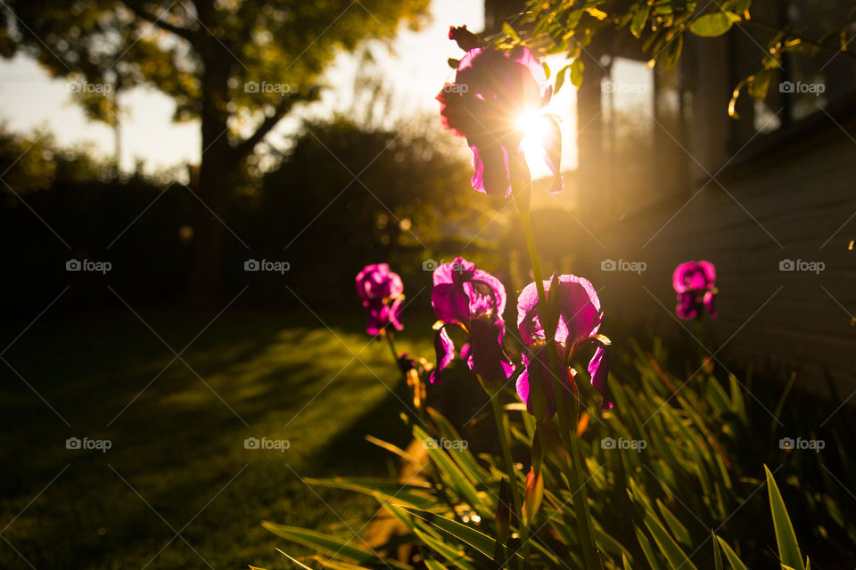 Colors of spring at sunrise! Image of sun shining on purple flowers