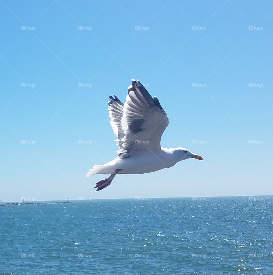 Flying seagull