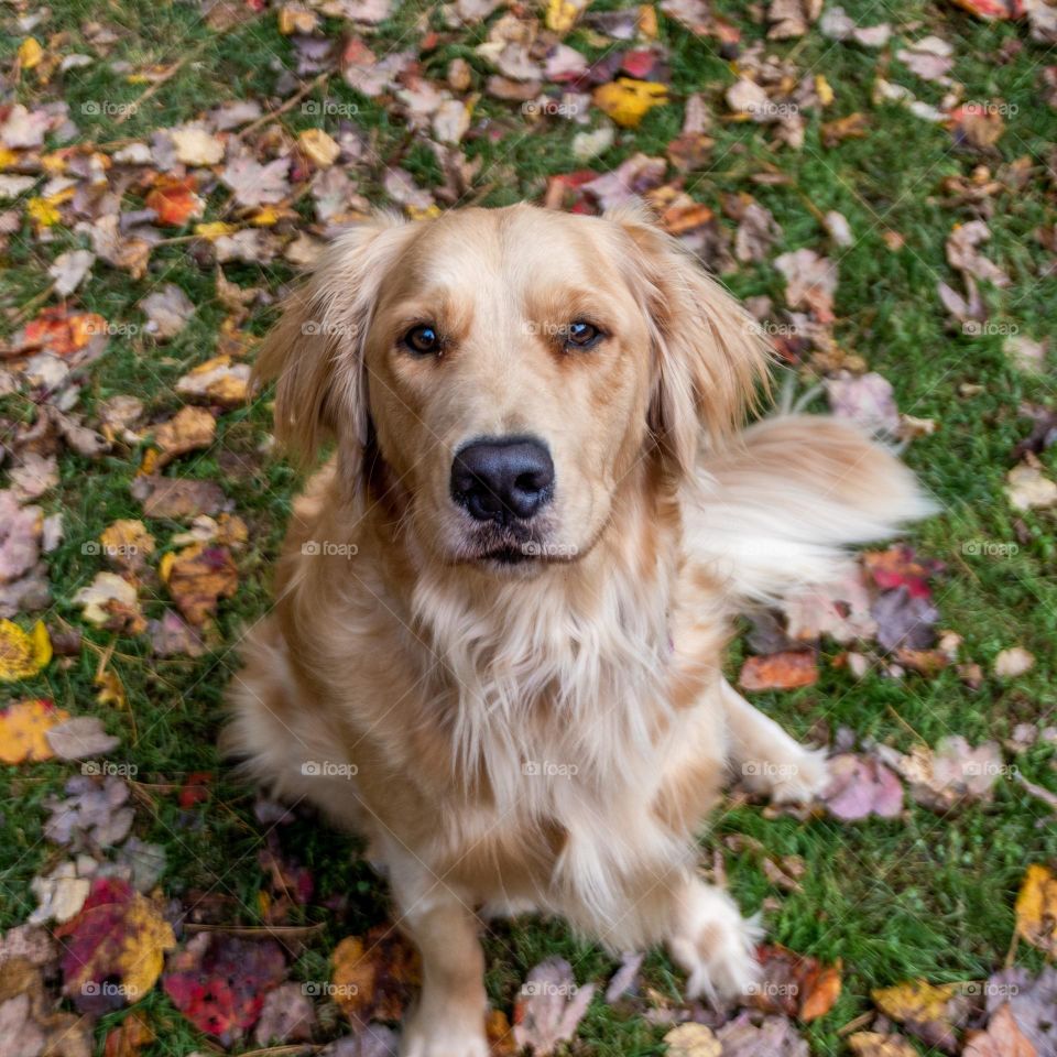 Golden Retriever in Fall Leaves