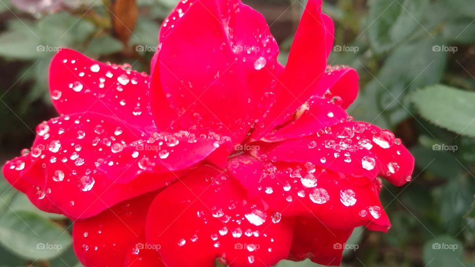 No Person, Nature, Leaf, Flower, Summer