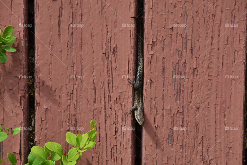 Lizard . Wild animal captured in our Wall. 