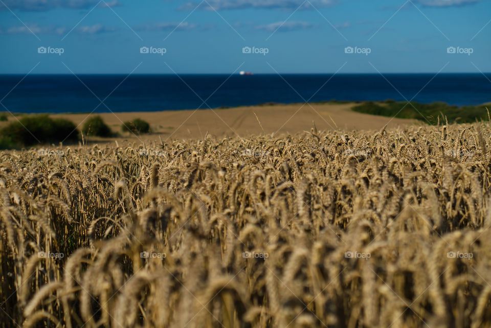 Wheat fields