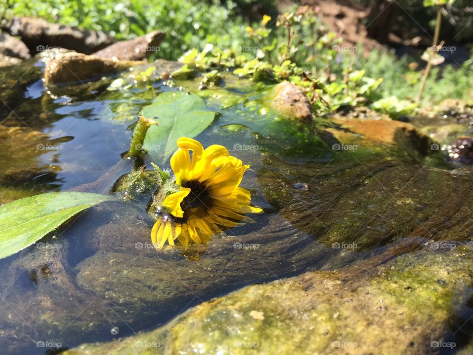 Hot spring sunflower. Hot spring in CO