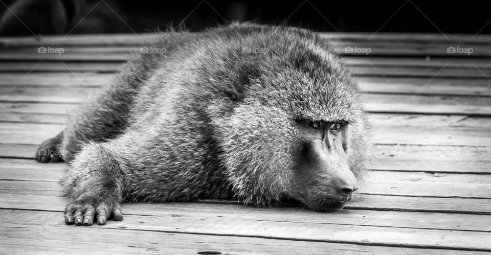A baboon lying down during a lazy afternoon