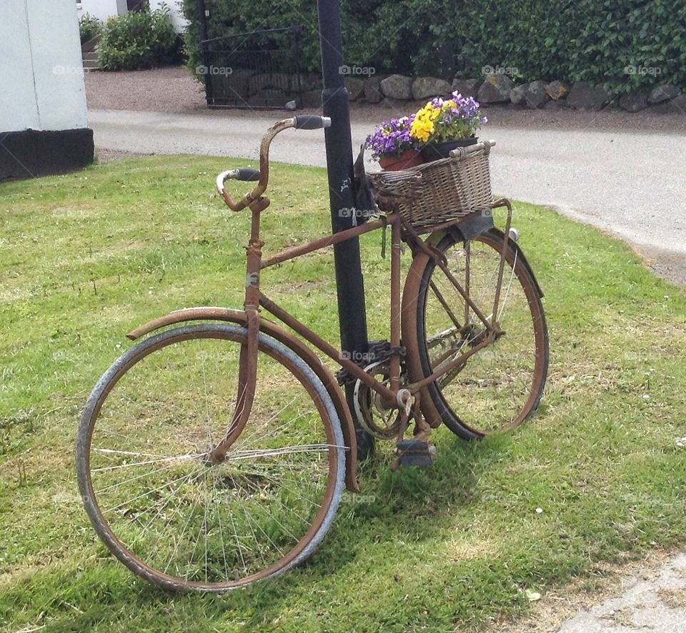 Mission me and my bicycle. Bicycle, flower, grass, 