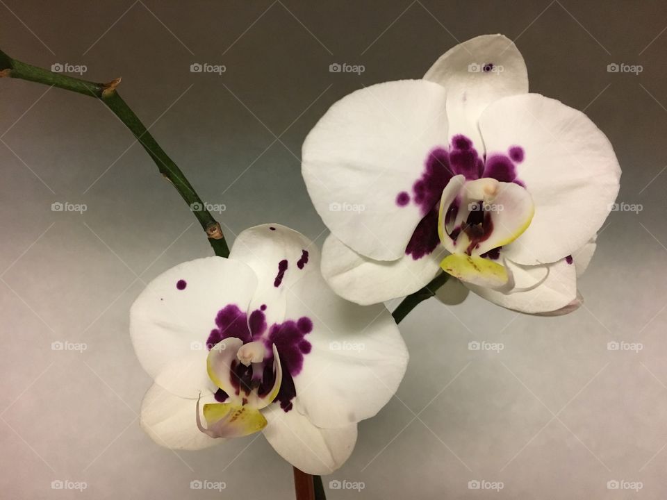 Orchids 