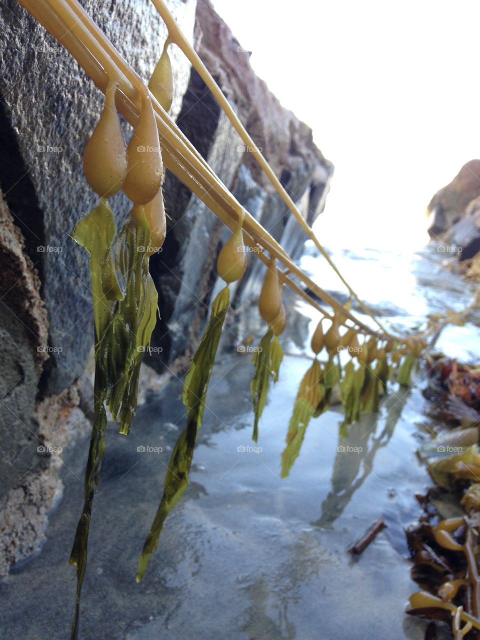 Strung kelp