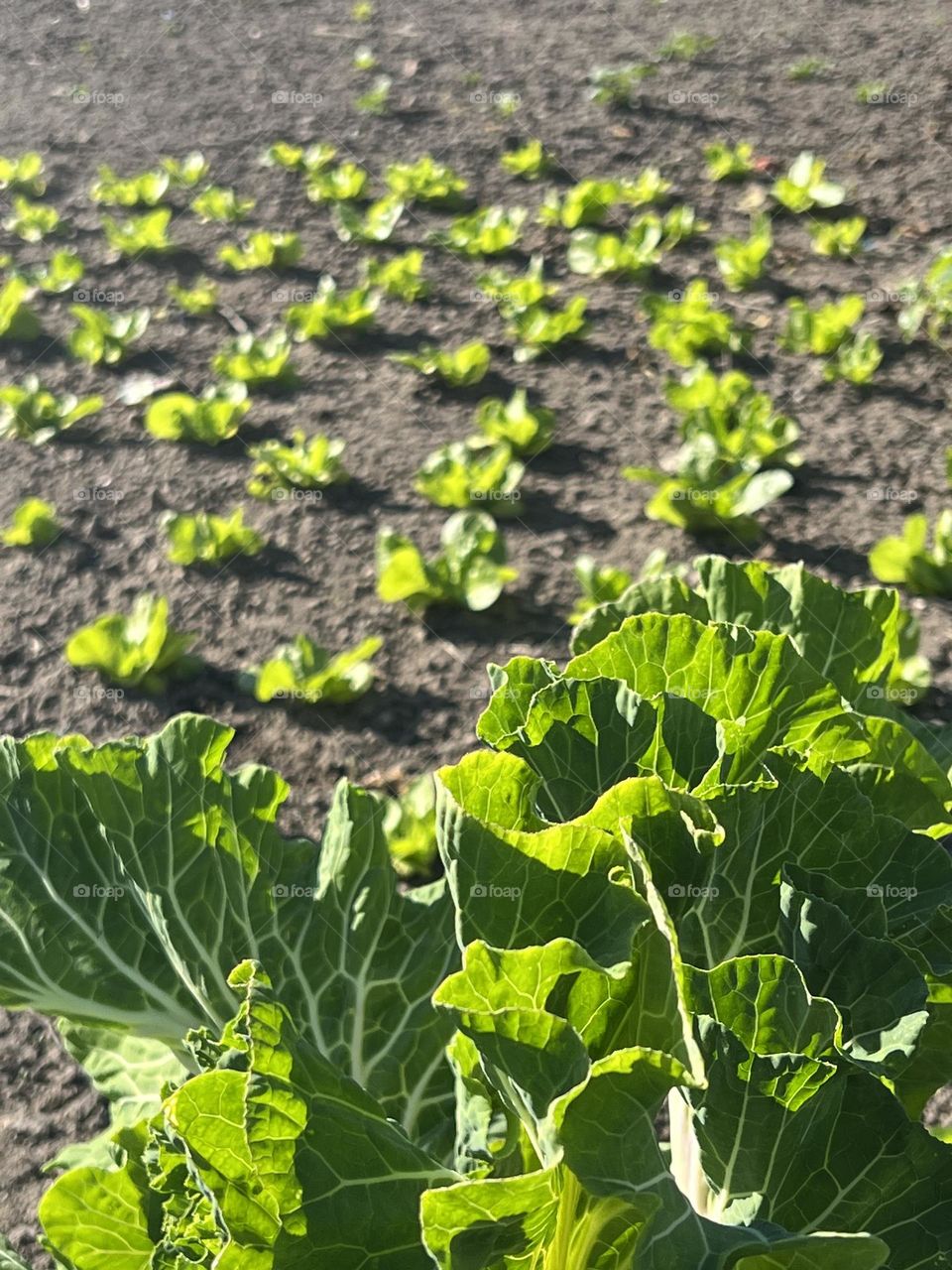 Cabbage garden
