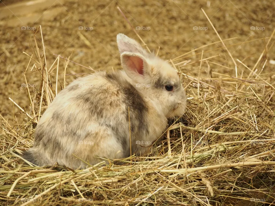 Rabbit