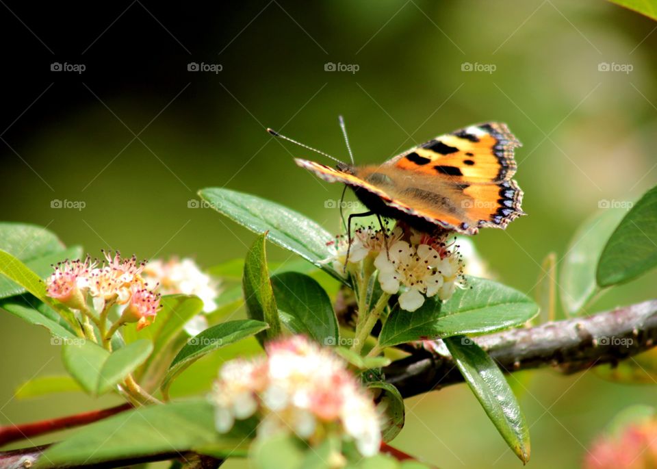 Animals, butterfly, wings, flower
