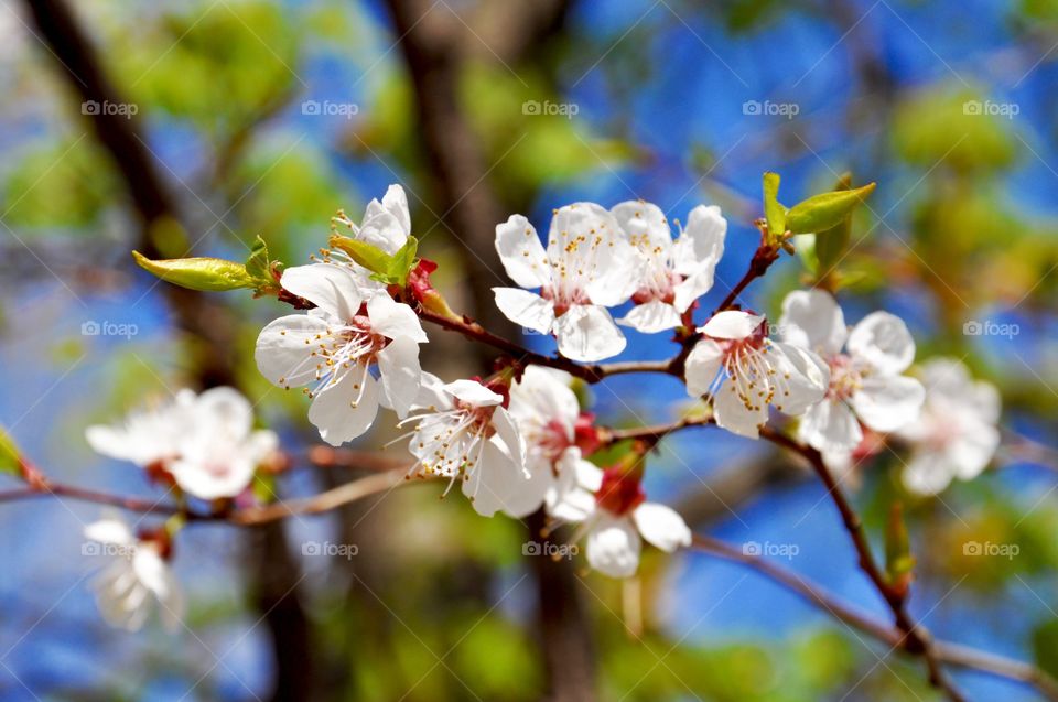 Cherry blossoms blooming on tree