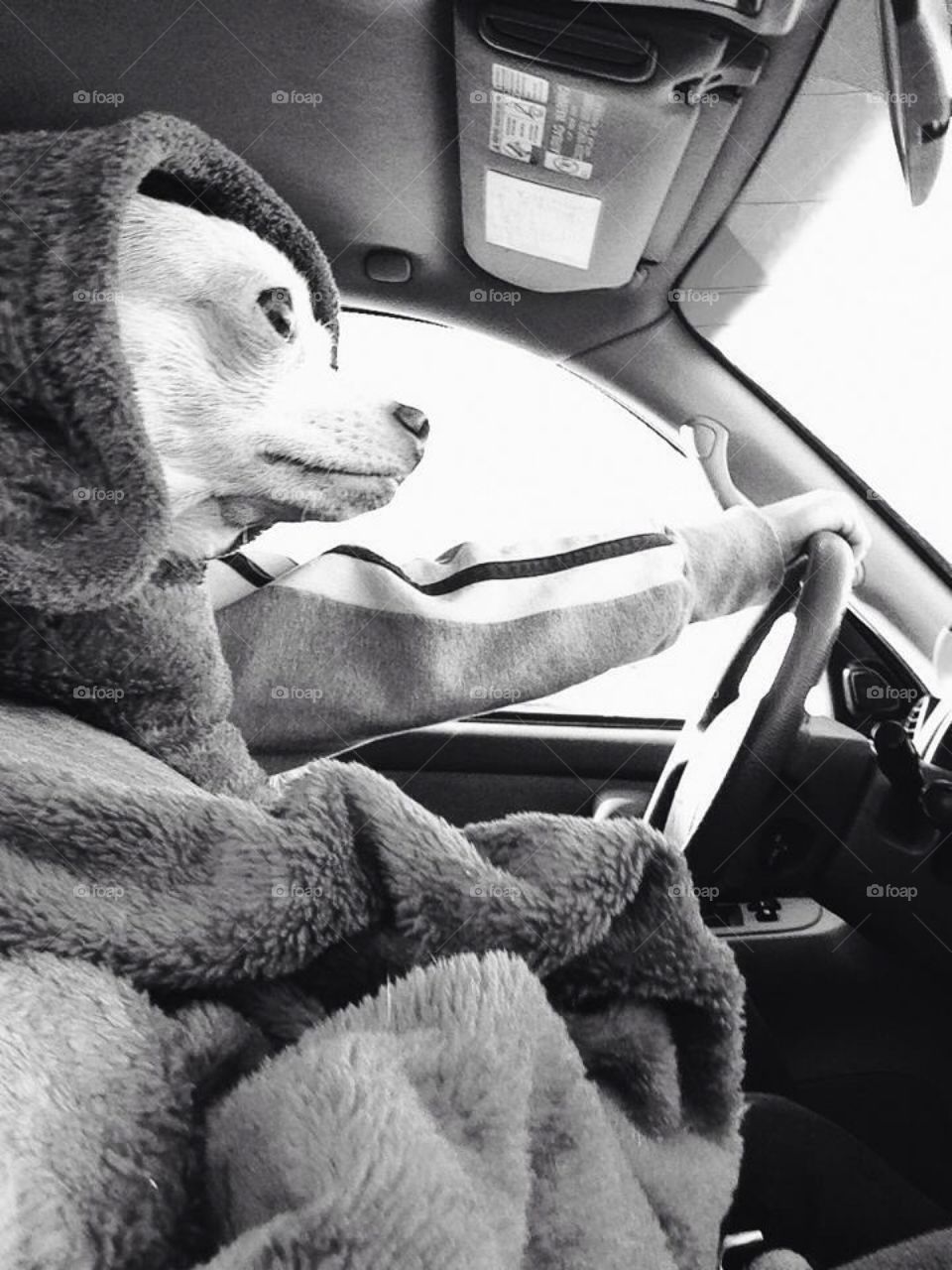 Driving Chihuahua 