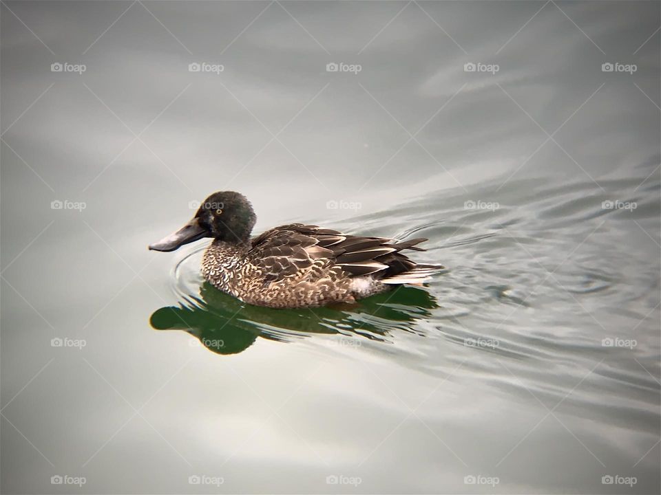 One duck at Jacqueline Kennedy Reservoir NYC