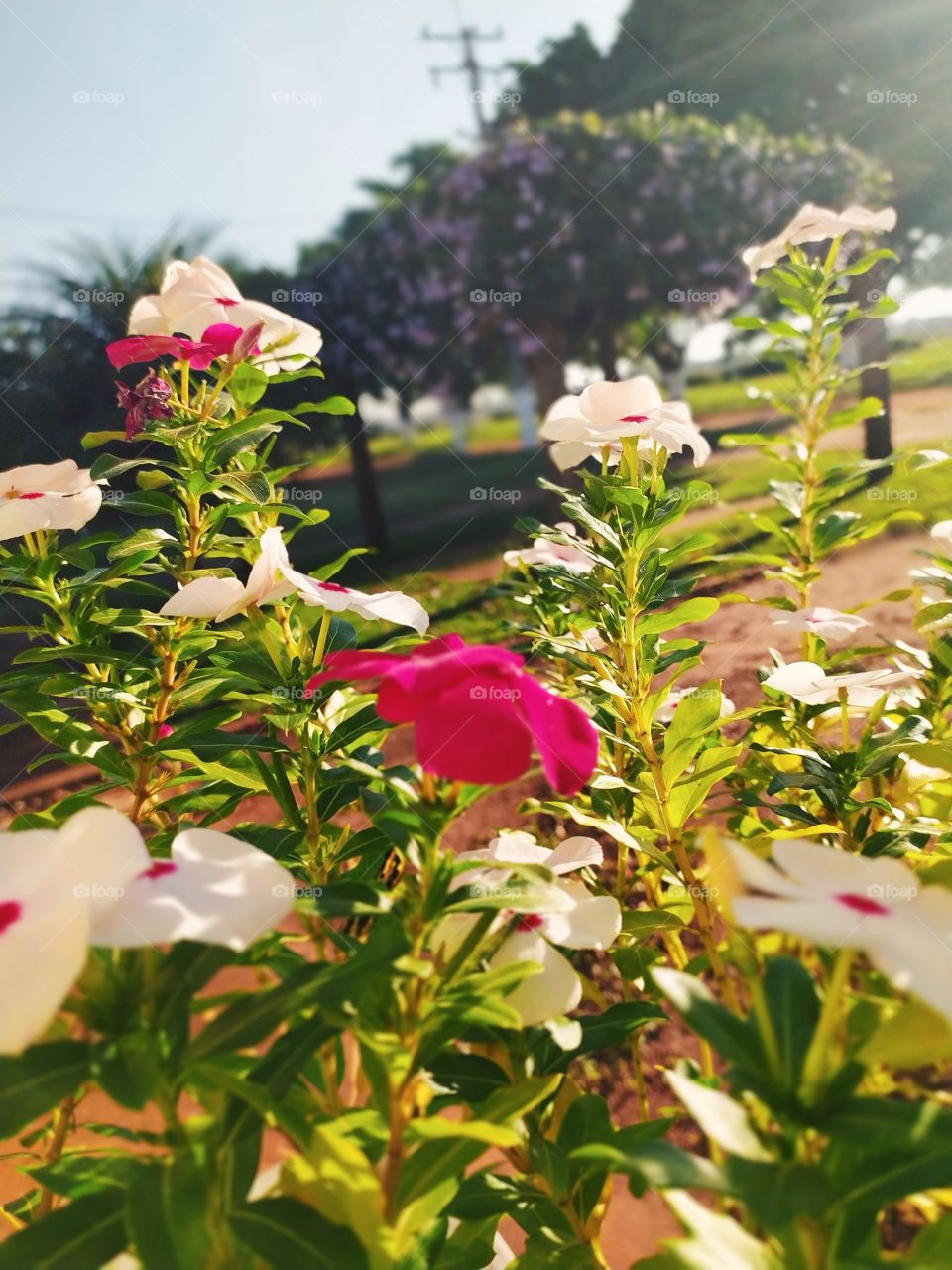 Beautiful flower in spring