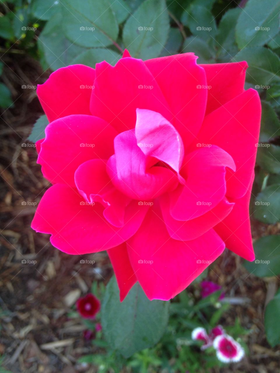 Unfiltered, rose, bloom