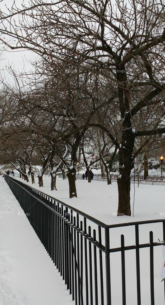 Winter Snow Scene NYC Park