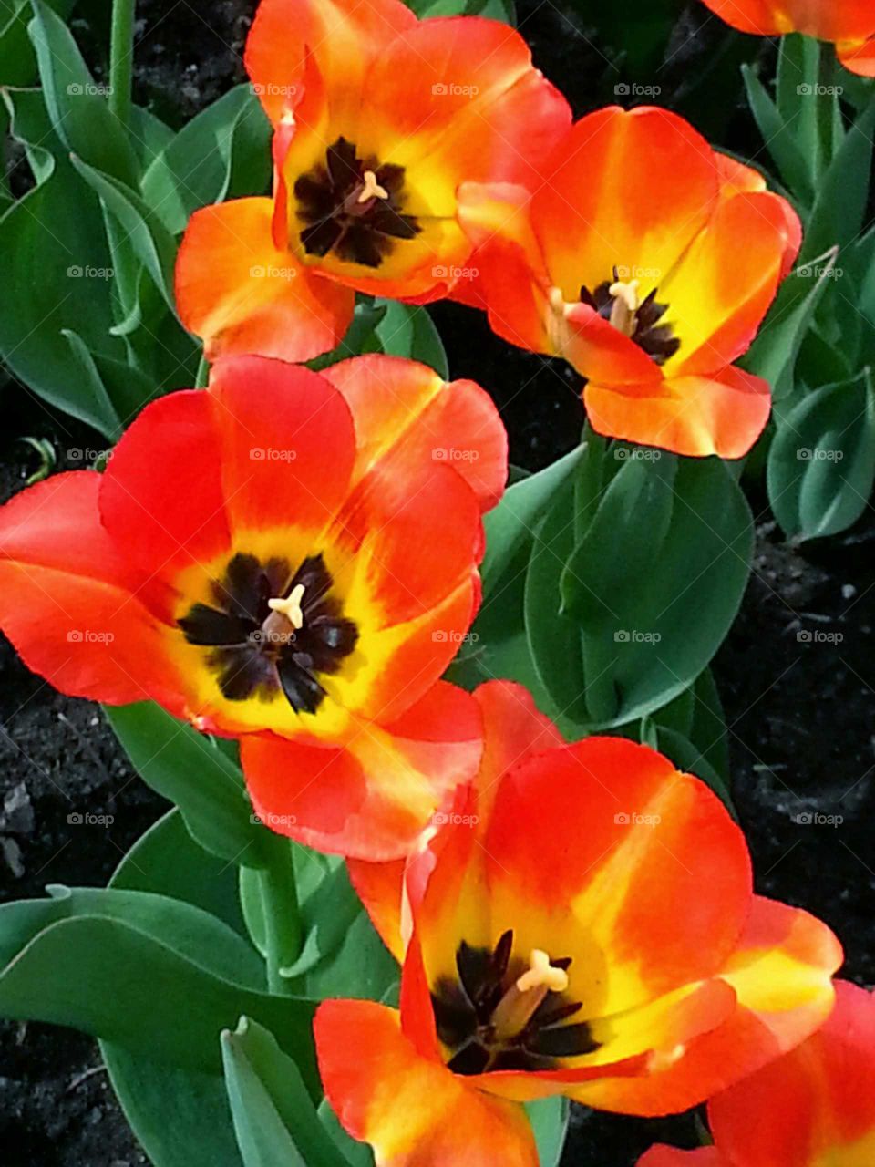 Close-up of red tulips