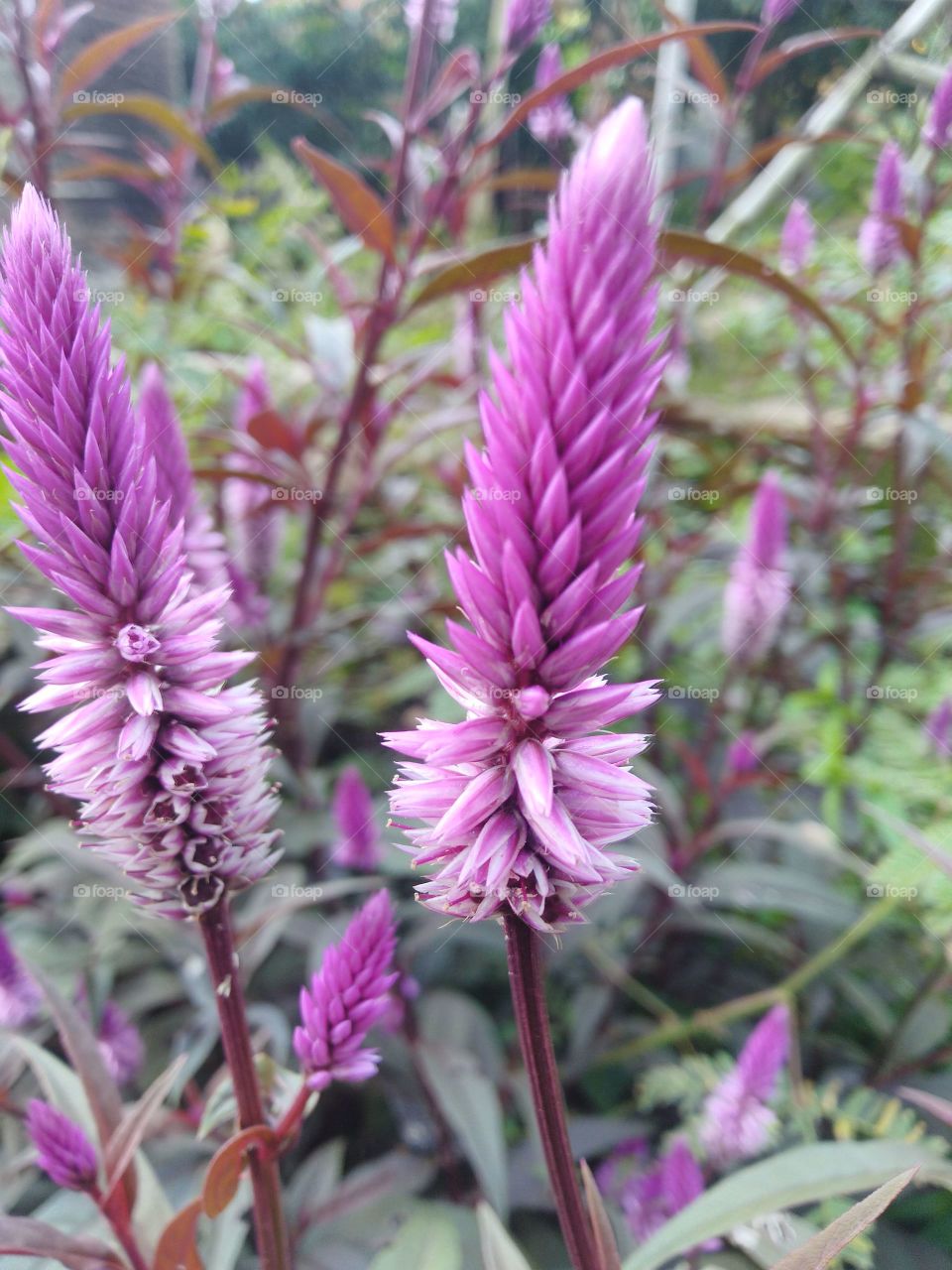 Chicken's comb flower