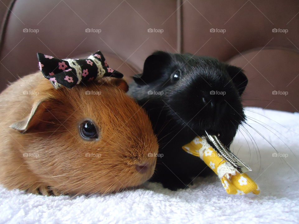 Guinea Pig Fun