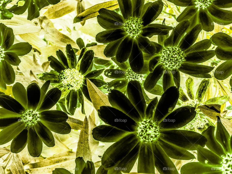 Extreme blooms. Nature is the greatest artist, creating wonderful compositions everywhere. 