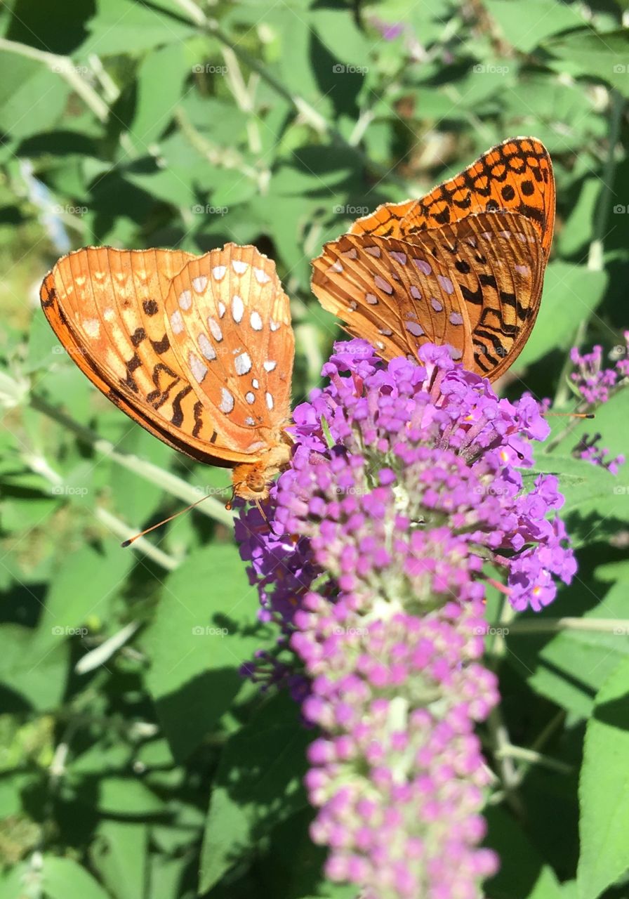 Two butterflies on butterfly bush flower together.