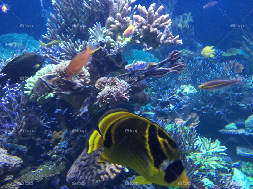 Underwater, Fish, Coral, Reef, Aquarium