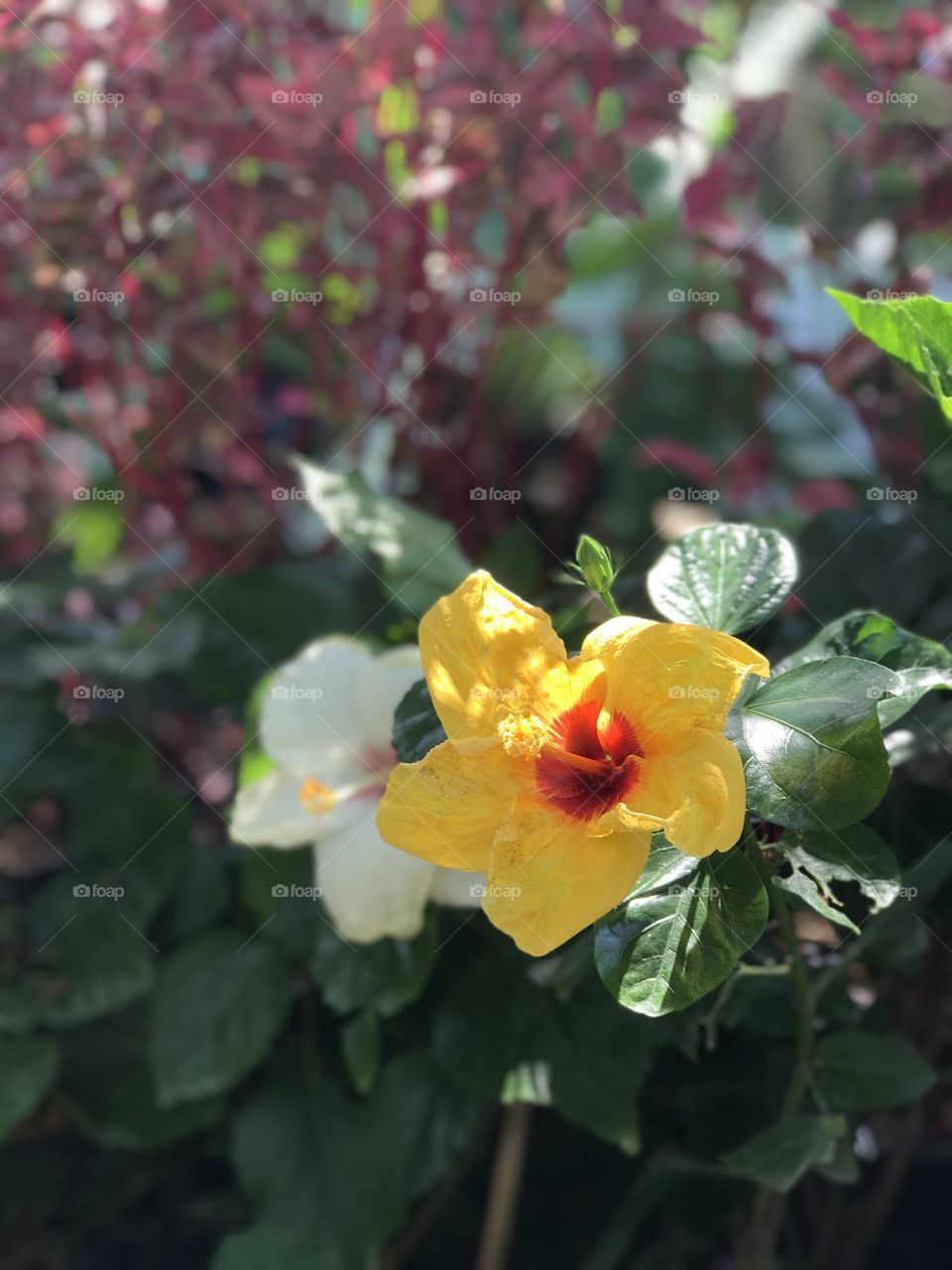Pretty yellow gumamela flower.
