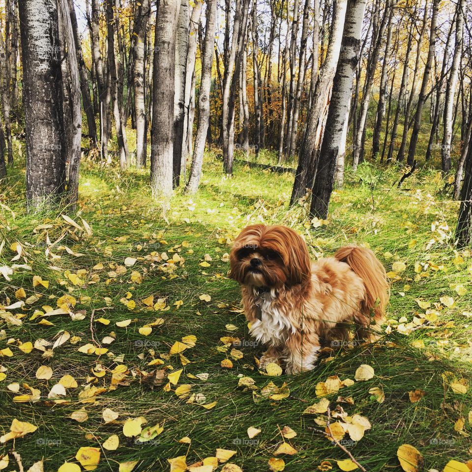 Puppy in the Forest in the fall