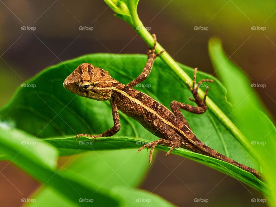 Oriental lizard - reptiles - photograph 