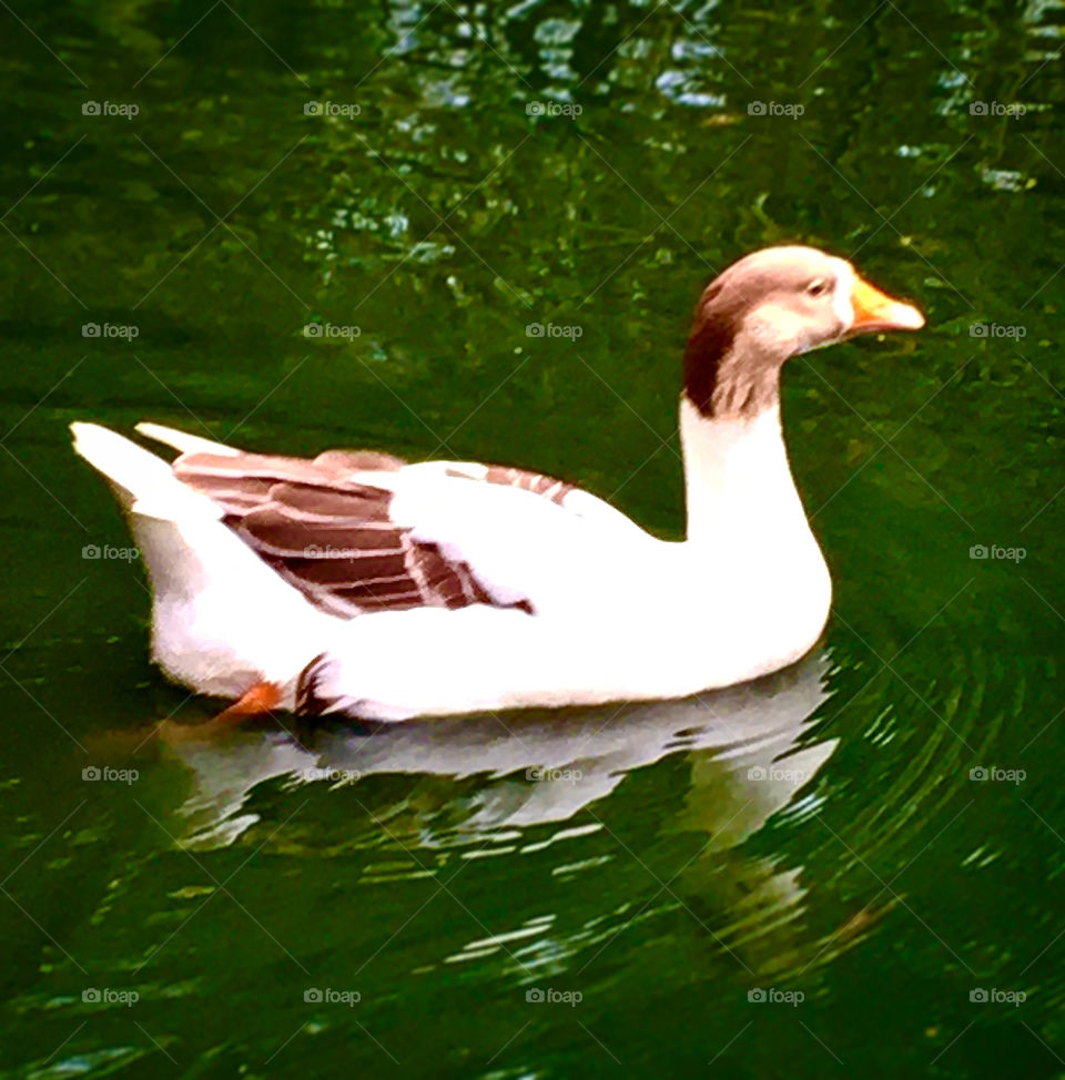 🇧🇷 O ganso nadando com essa tranquilidade me dá uma boa inveja: como é gostoso estar despreocupado no meio do nada!
🦆🦆🦆🦆
🇺🇸 The goose swimming with this tranquility gives me a good envy: how nice it is to be carefree in the middle of nowhere!