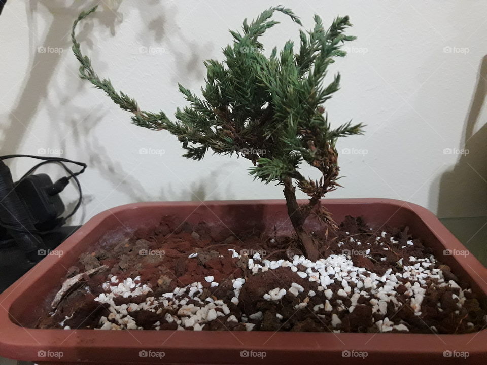 Bonsai