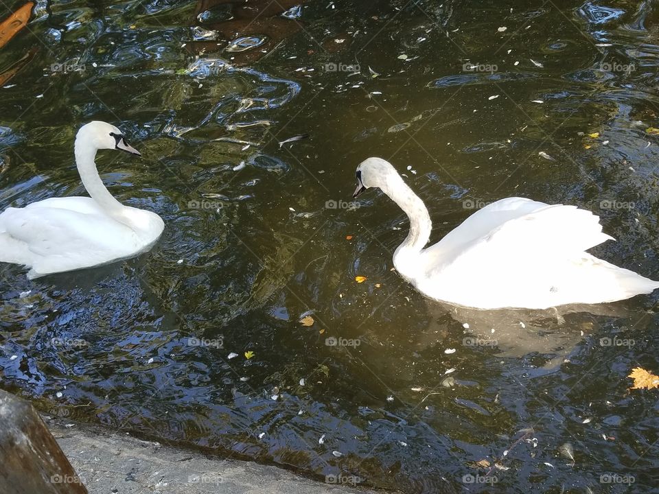 a pair of swans in kuğlu park in Ankara Turkey