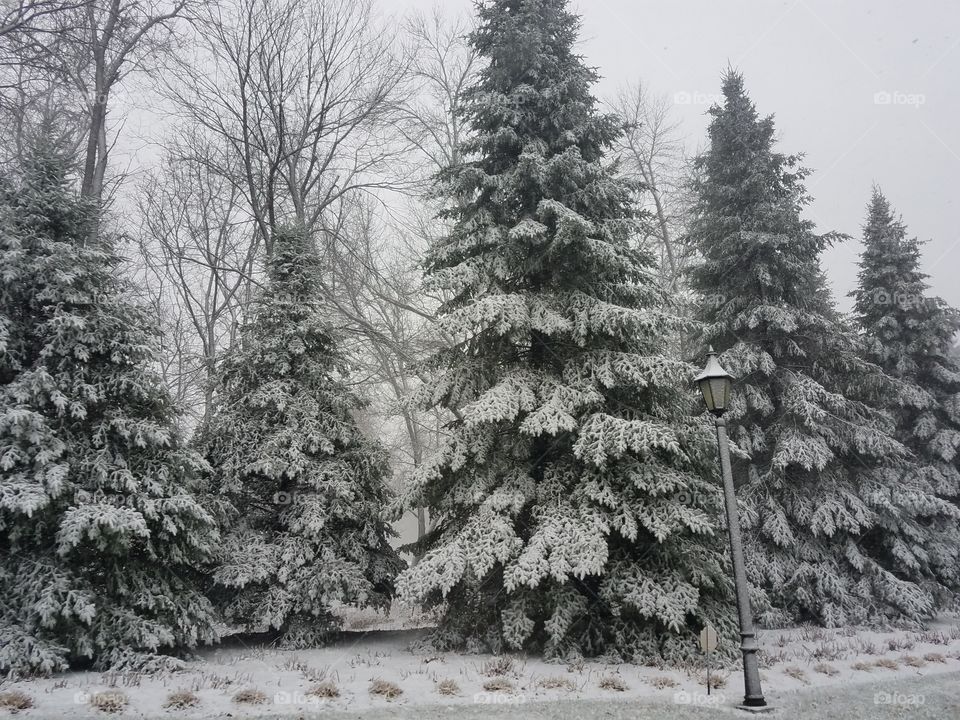 Winter, Tree, Snow, Frost, Pine