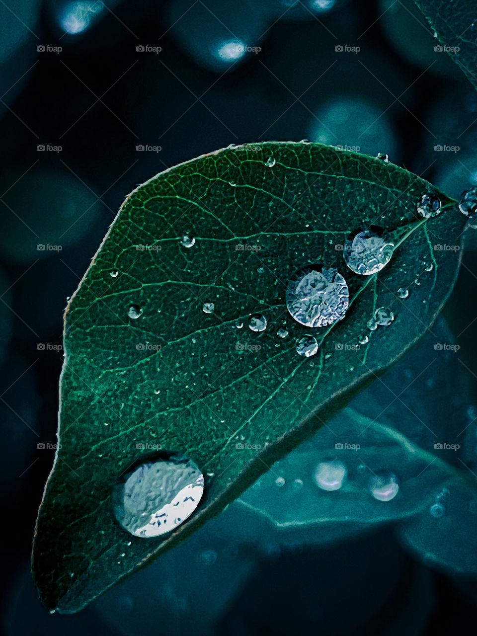 This was my first time seeing waterdrops like this on a leaf